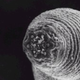 Illustration for article titled Worms from Hell Might Mean Worms from Mars
